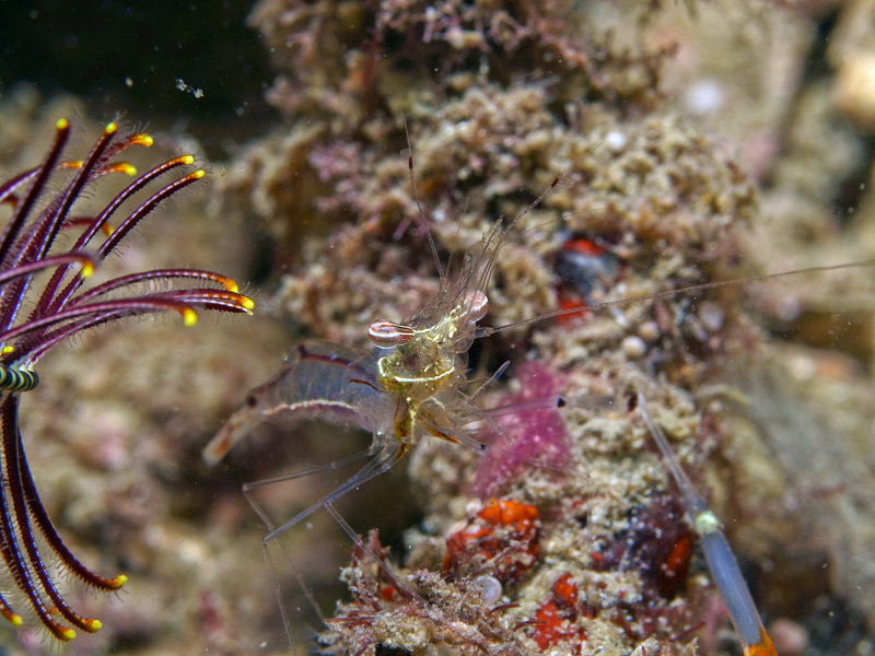 Shrimp, Nudibranch City